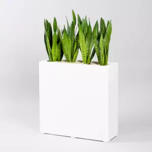 sansevieria zeylanica, donica do biura, rośliny do biura
