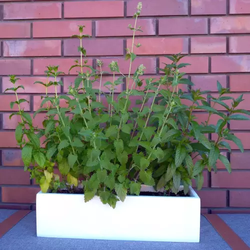 Mięta w białej donicy na balkon D109A