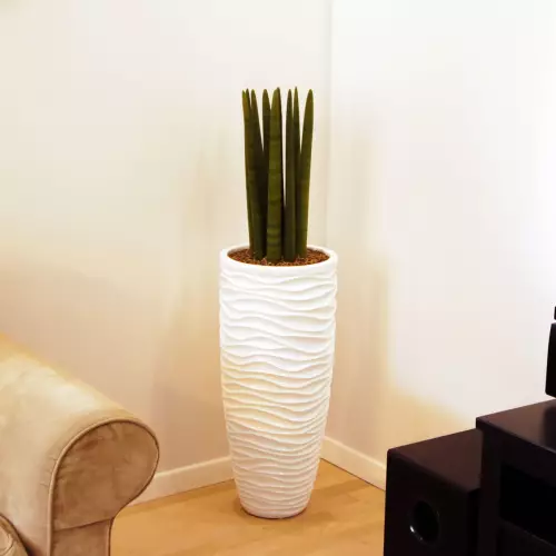 Biała donica do salonu - D7087D + Sansevieria Cylindrica