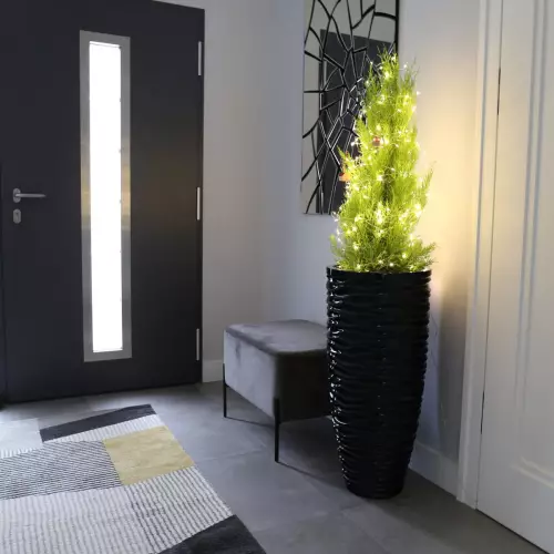 Cyprys Goldcrest w czarnej donicy D7087D