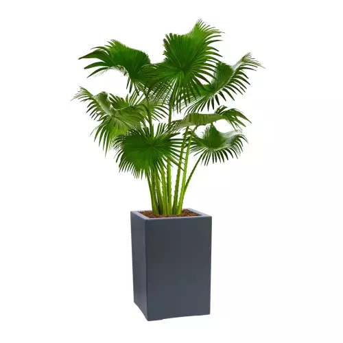 Donica D973N w kolorze antracyt mat z palmą liwstona