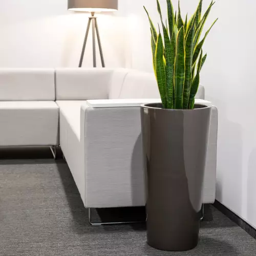 Grafitowa donica D208D + Sansevieria do biura