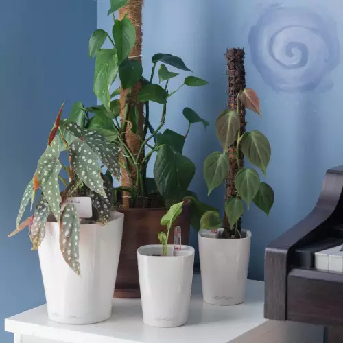 Popularne Aroidy w białej doniczce Lechuza Mini Deltini