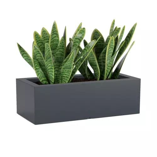 Sansevieria w antracytowej donicy OFFICE POT