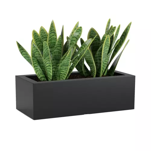 Sansevieria w czarnej donicy OFFICE POT