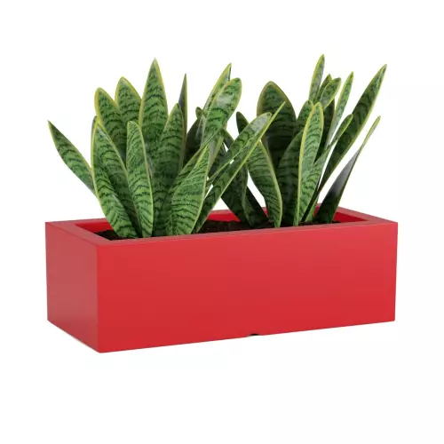 Sansevieria w czerwonej donicy OFFICE POT