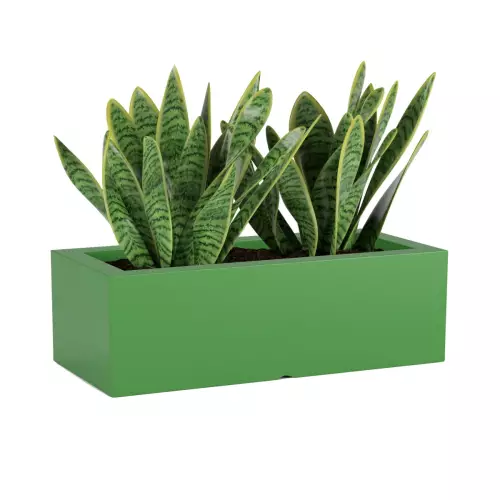 Sansevieria w limonkowej donicy OFFICE POT