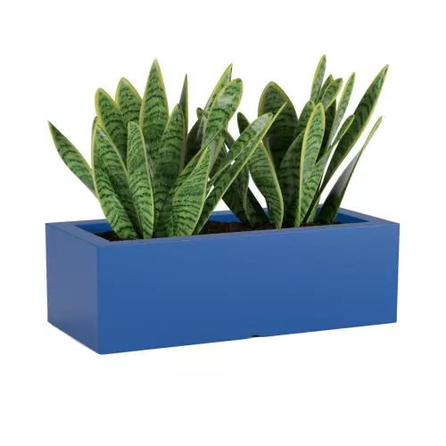 Sansevieria w niebieskiej donicy OFFICE POT