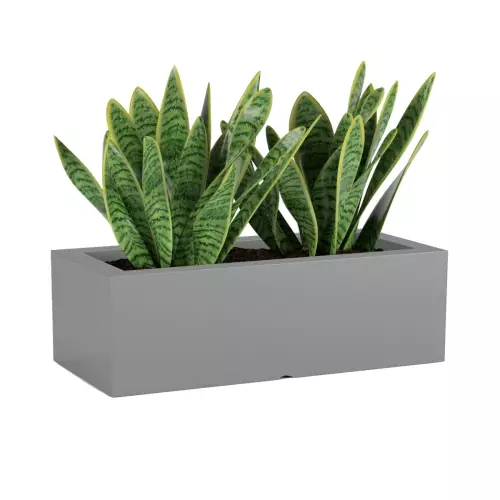 Sansevieria w szarej donicy OFFICE POT