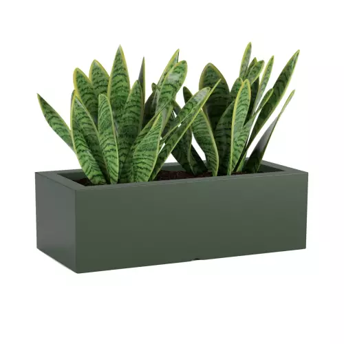 Sansevieria w zielonej donicy OFFICE POT