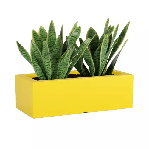 Sansevieria w żółtej donicy OFFICE POT