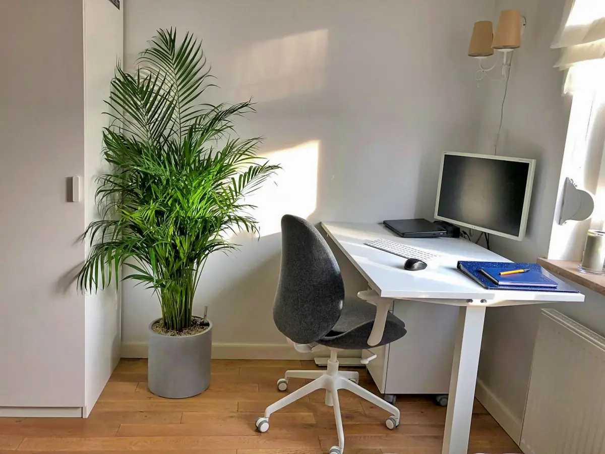 palma areca w donicy w domowym biurze