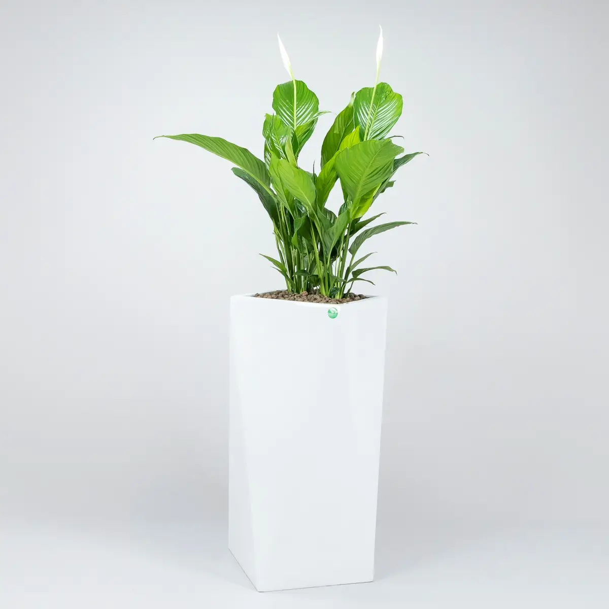 Modne i niewymagające rośliny doniczkowe do domu i biura