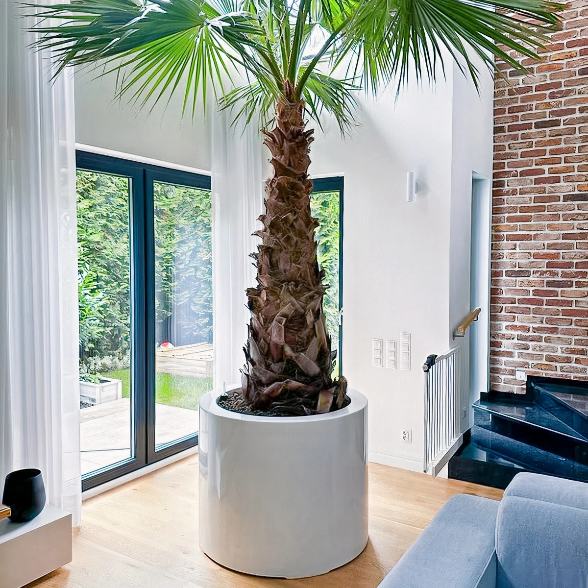 Ogromna palma waszyngtonia w donicy w salonie