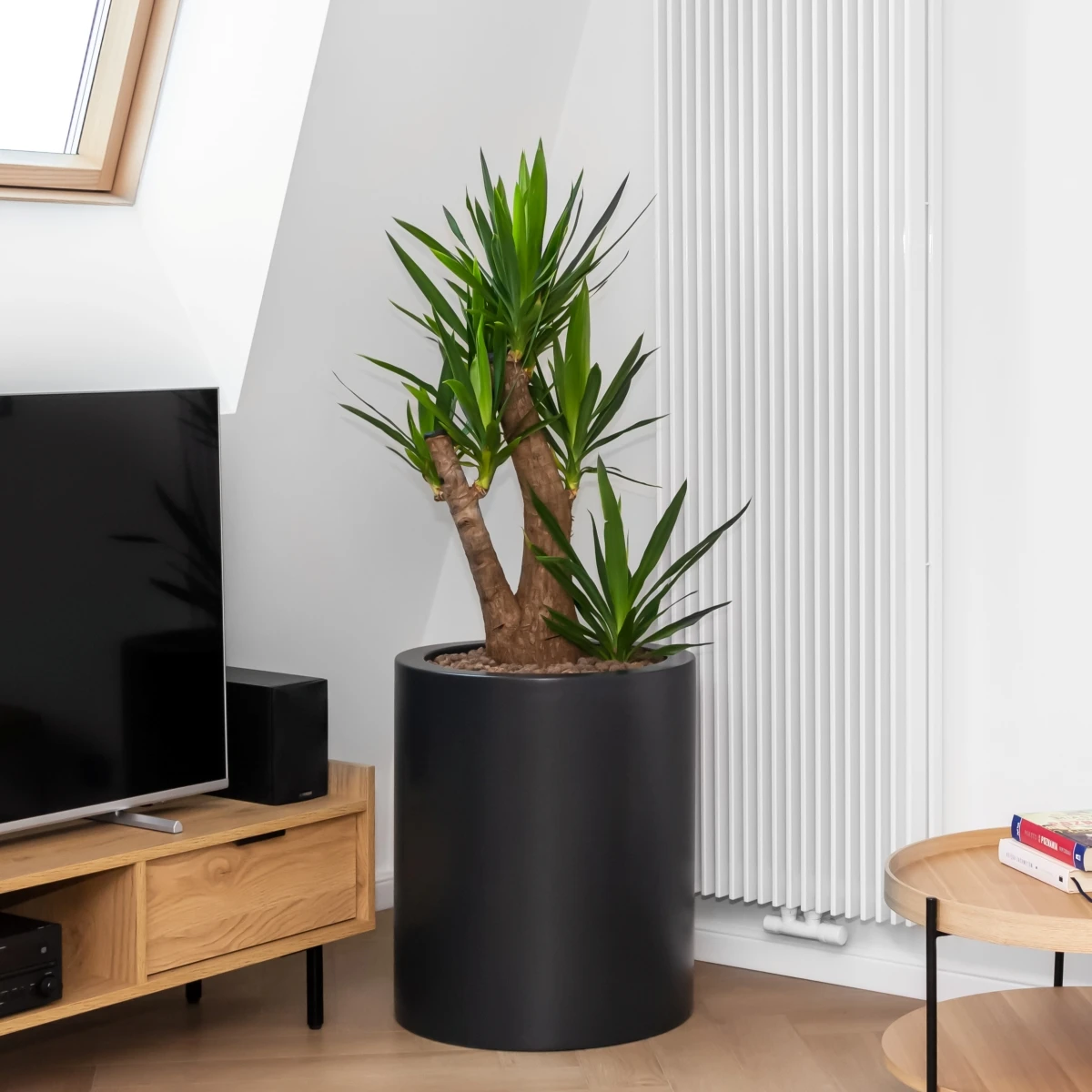 Jak uprawiać i pielęgnować jukę w donicach? Co warto wiedzieć o tej egzotycznej roślinie?