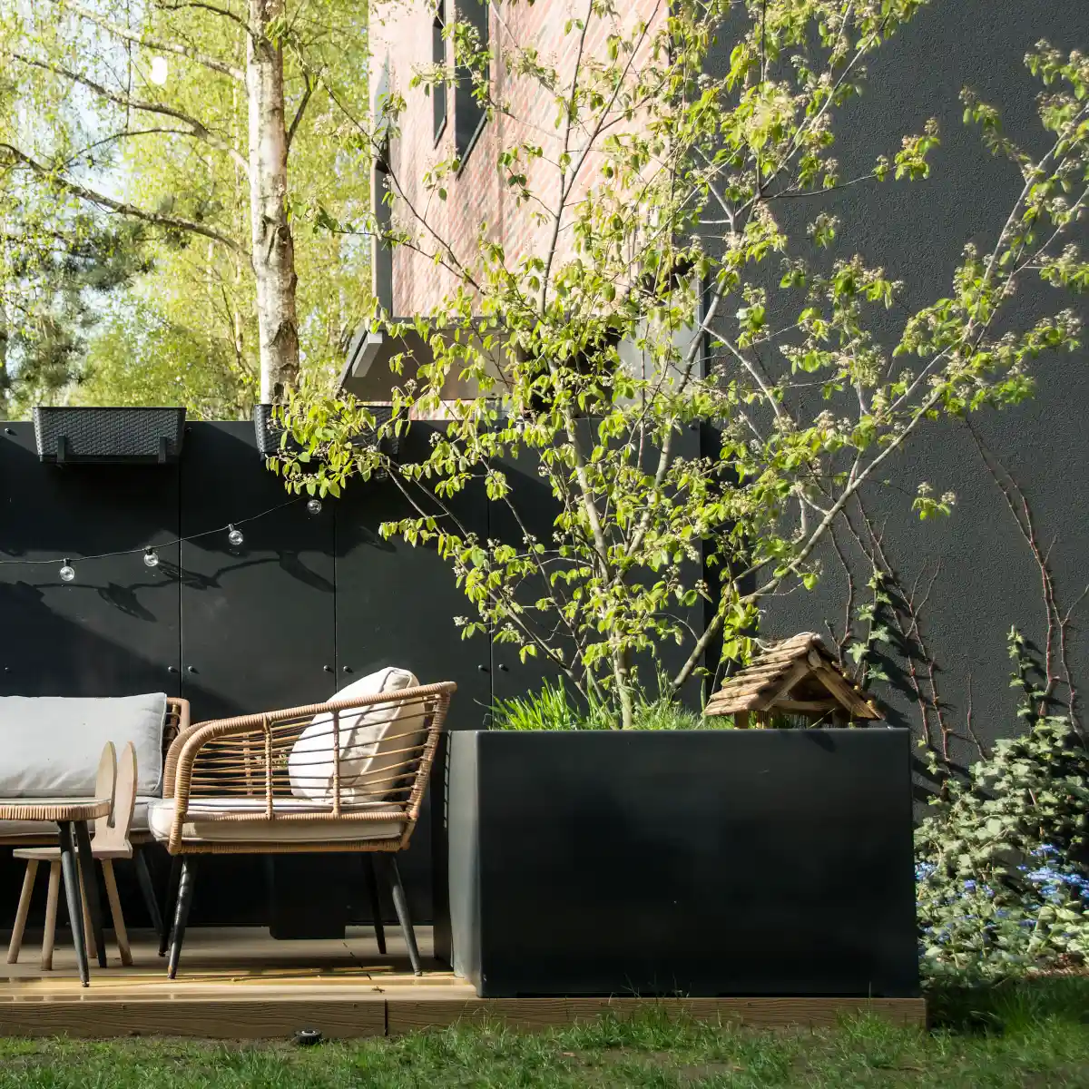 Iglaki, krzewy i drzewka ozdobne do donic. Sadzenie i zimowanie.