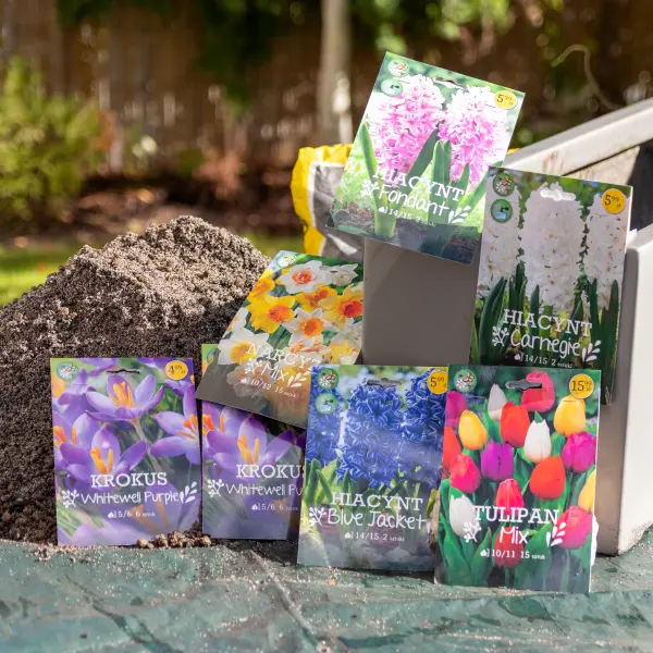 Kompozycje roślin cebulowych w donicach. Przygotowanie, pielęgnacja i zimowanie.