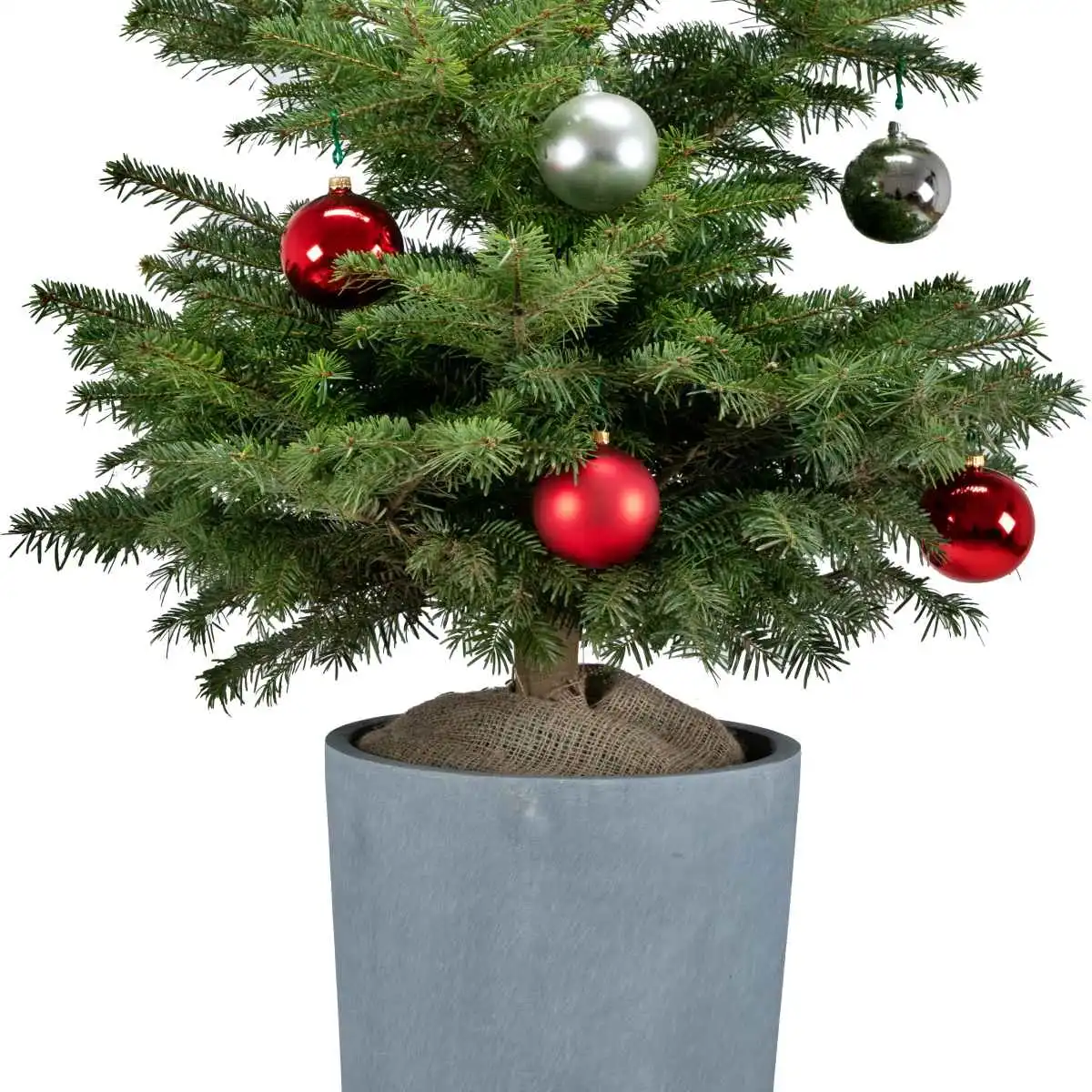 Świąteczna żywa choinka w donicy. Jak to zrobić?