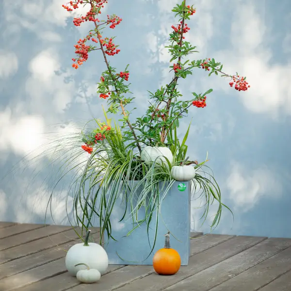 Gotowy projekt jesiennej kompozycji w donicy na Twój taras lub balkon.