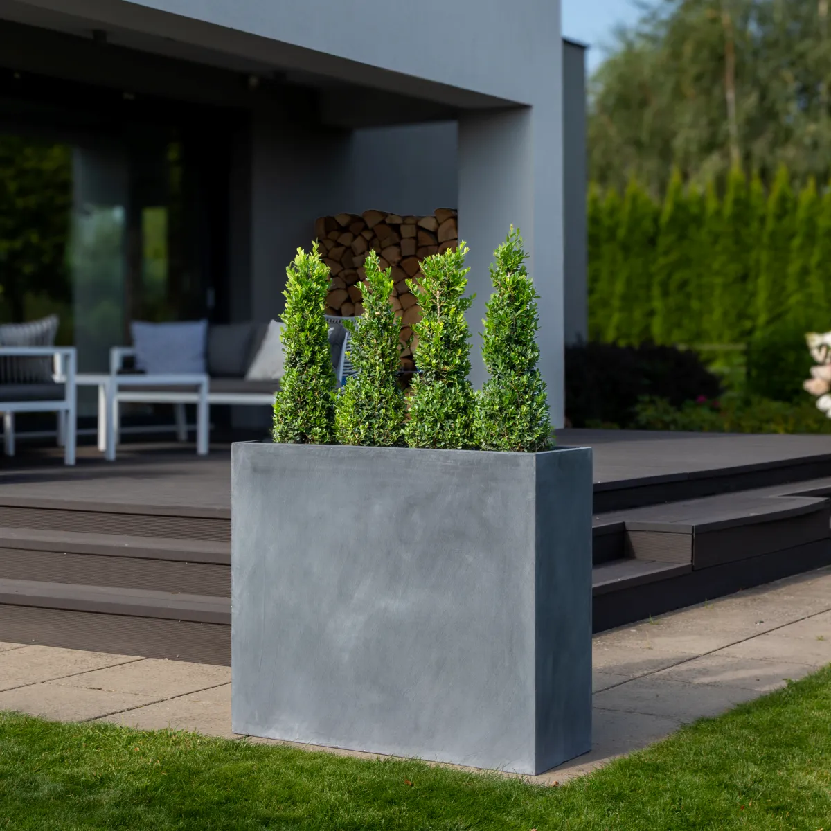 Ostrokrzew bukszpanowy w donicach – elegancja przez cały rok.