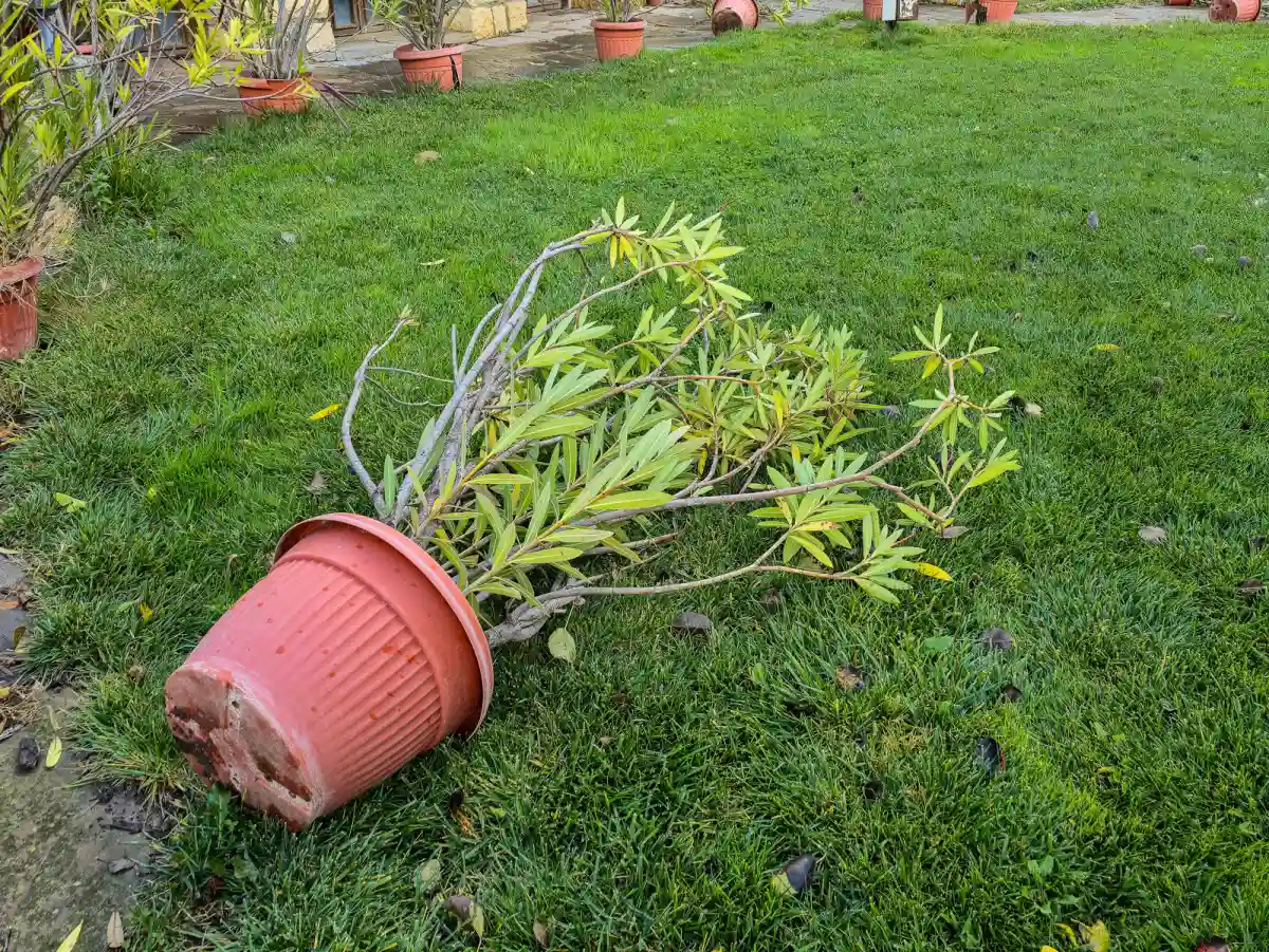 tania plastikowa donica