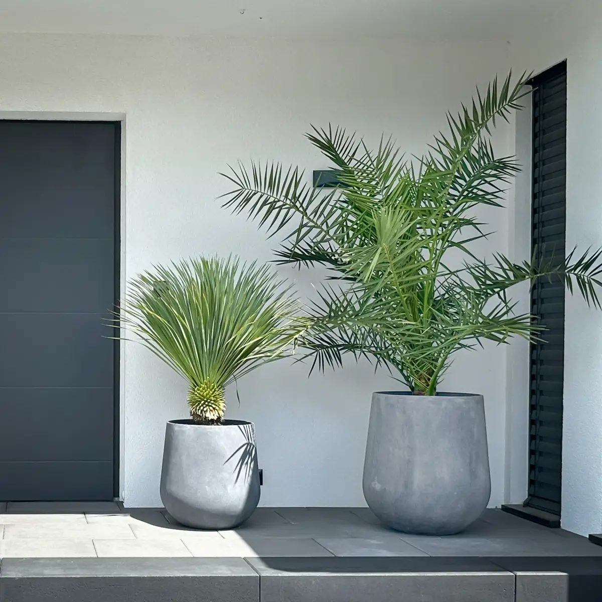 Juka rostrata i palma daktylowa – egzotyczna elegancja przed domem!