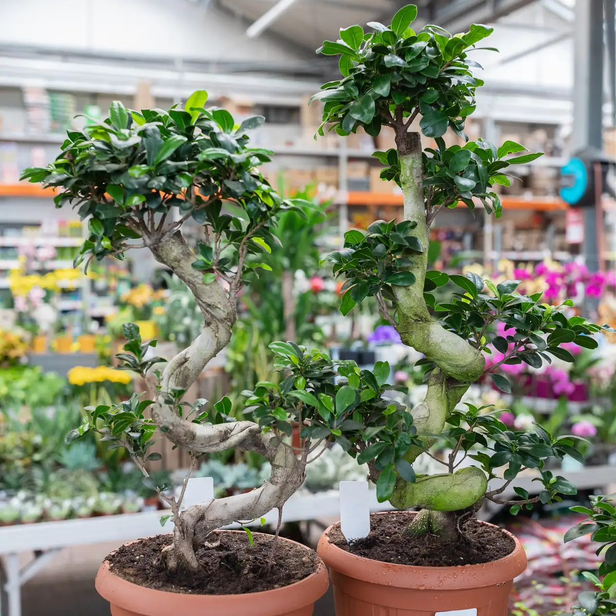 ficus retusa fikus bonsai