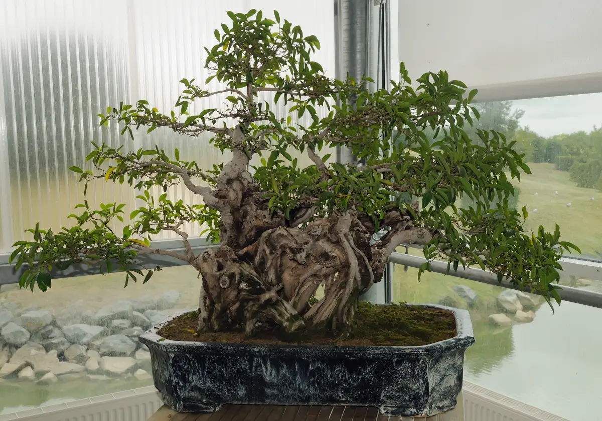 bonsai fikus retusa do domu