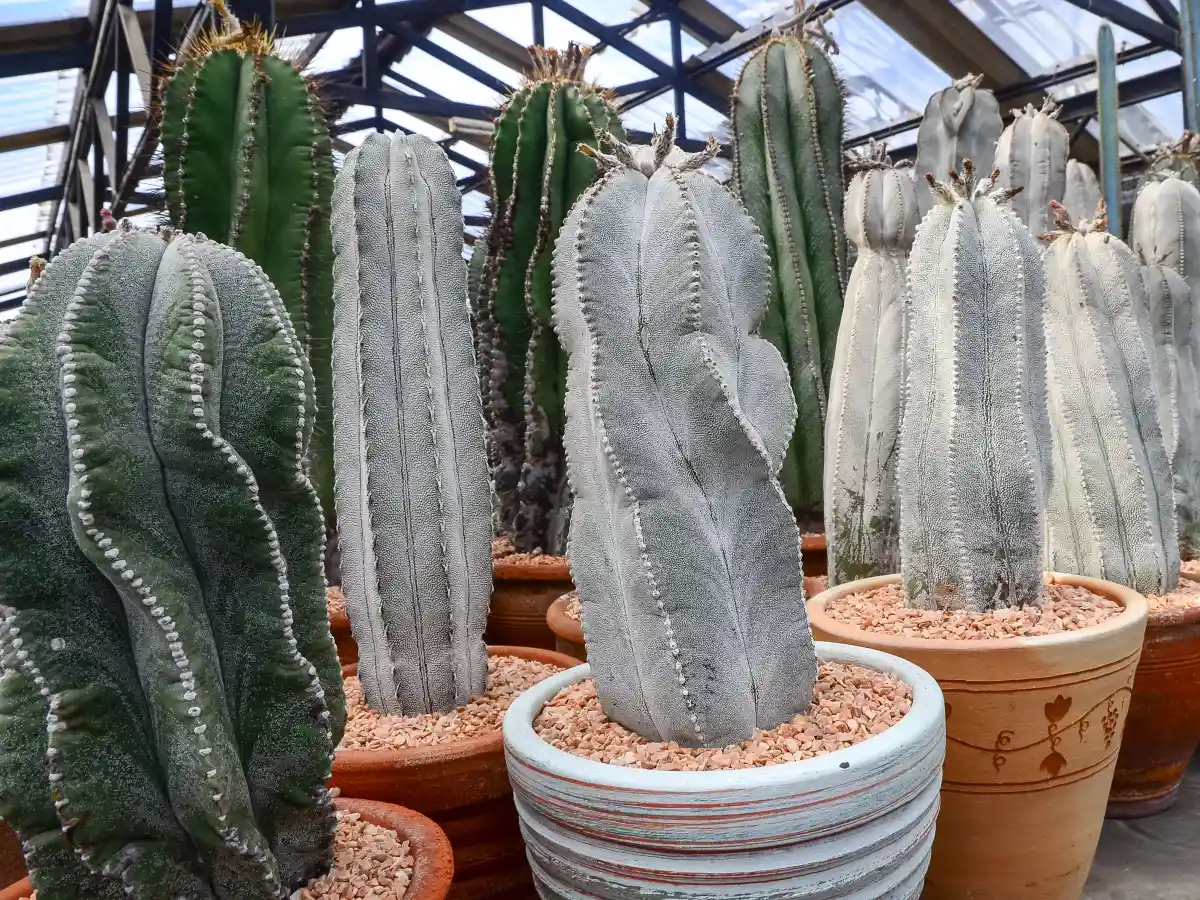 duże kaktusy do donic