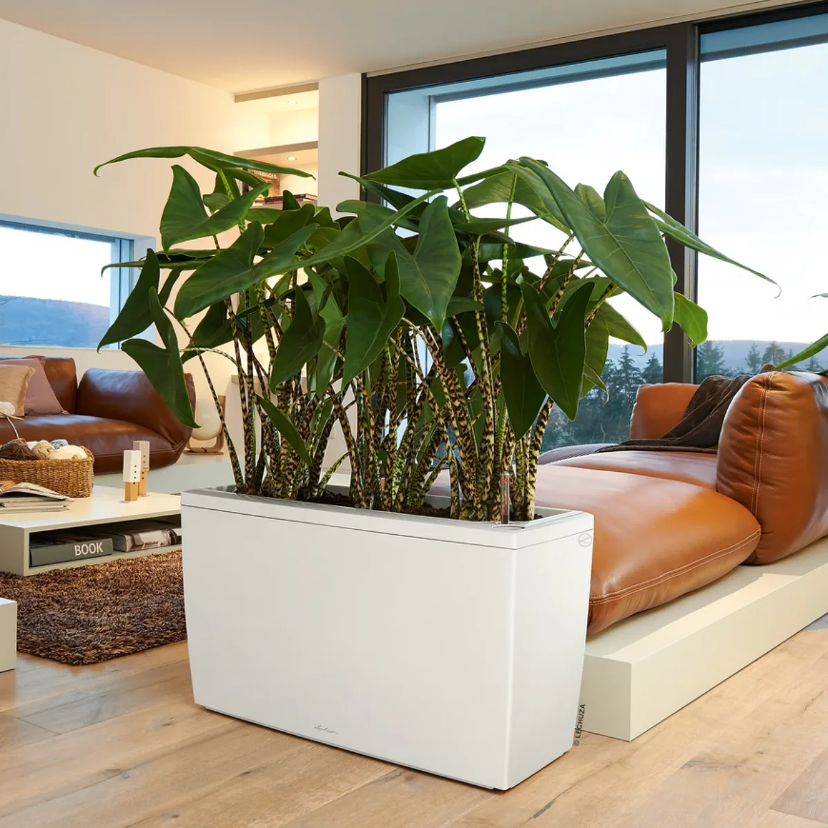 Jakie kwiaty do salonu?