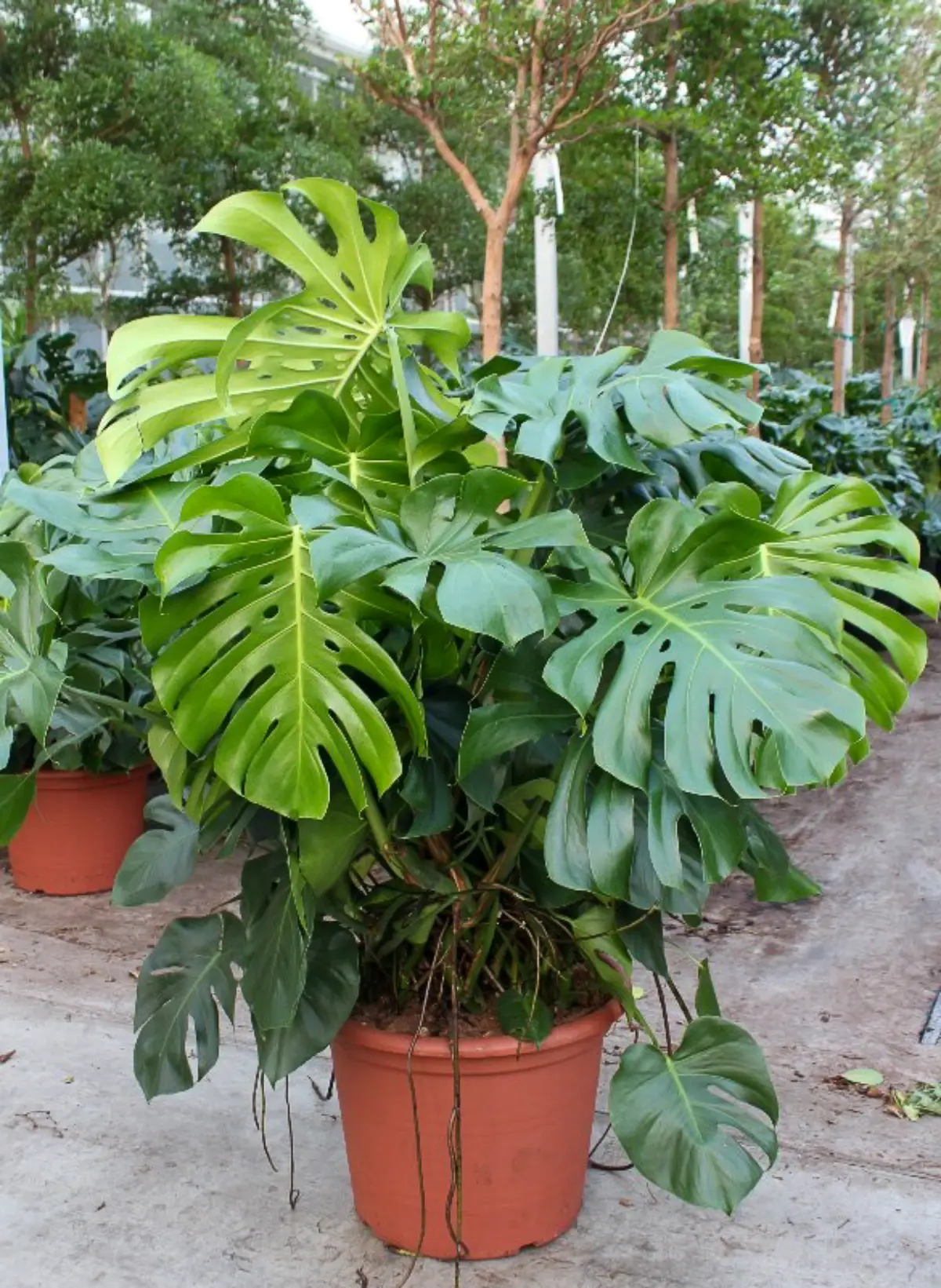 monstera XXL