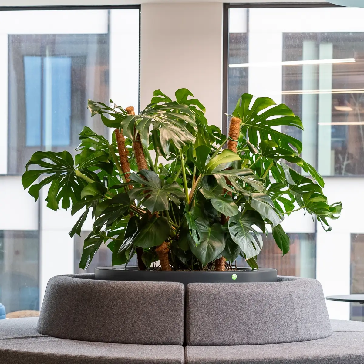 Monstera - najmodniejsza roślina doniczkowa. Jak zapewnić jej odpowiednią pielęgnację?