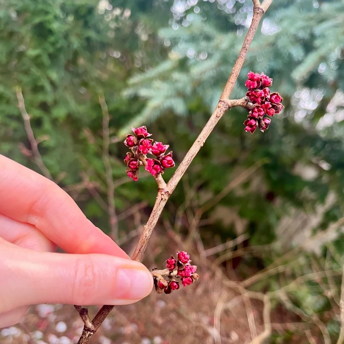 Oczar zakwitł w Poznaniu. Kiedy kwitnie oczar, czy zapowiada wiosnę i jak uprawiać go w ogrodzie lub donicy?