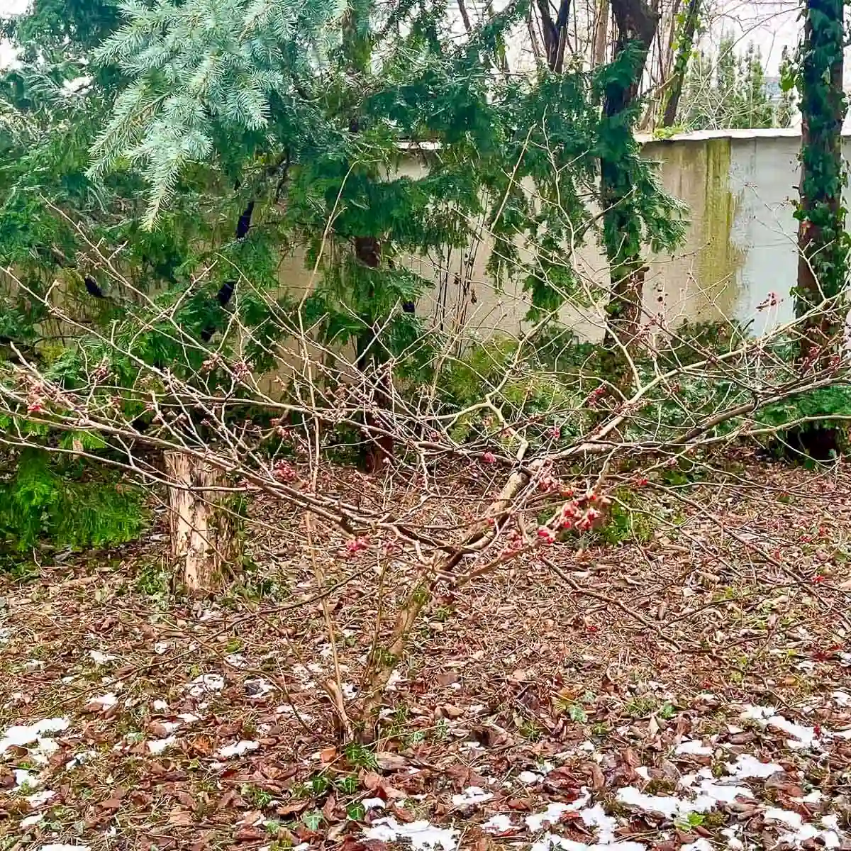 krzew oczaru w ogrodzie