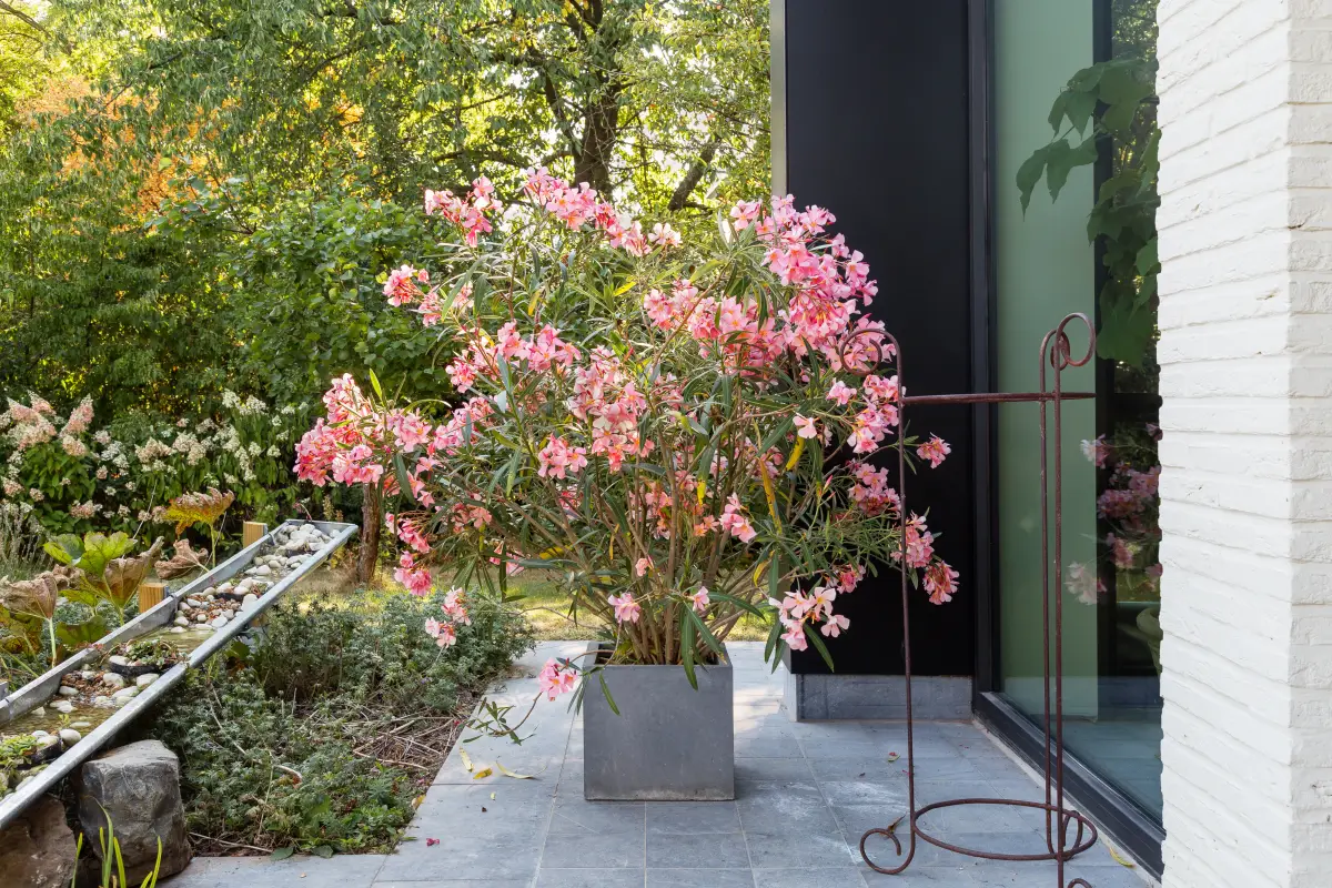 oleander w donicy betonowej na tarasie