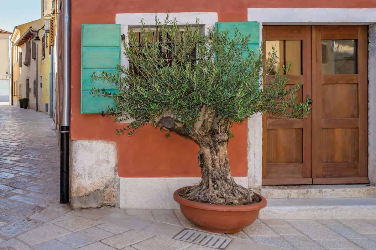 drzewko oliwne w donicy przed domem