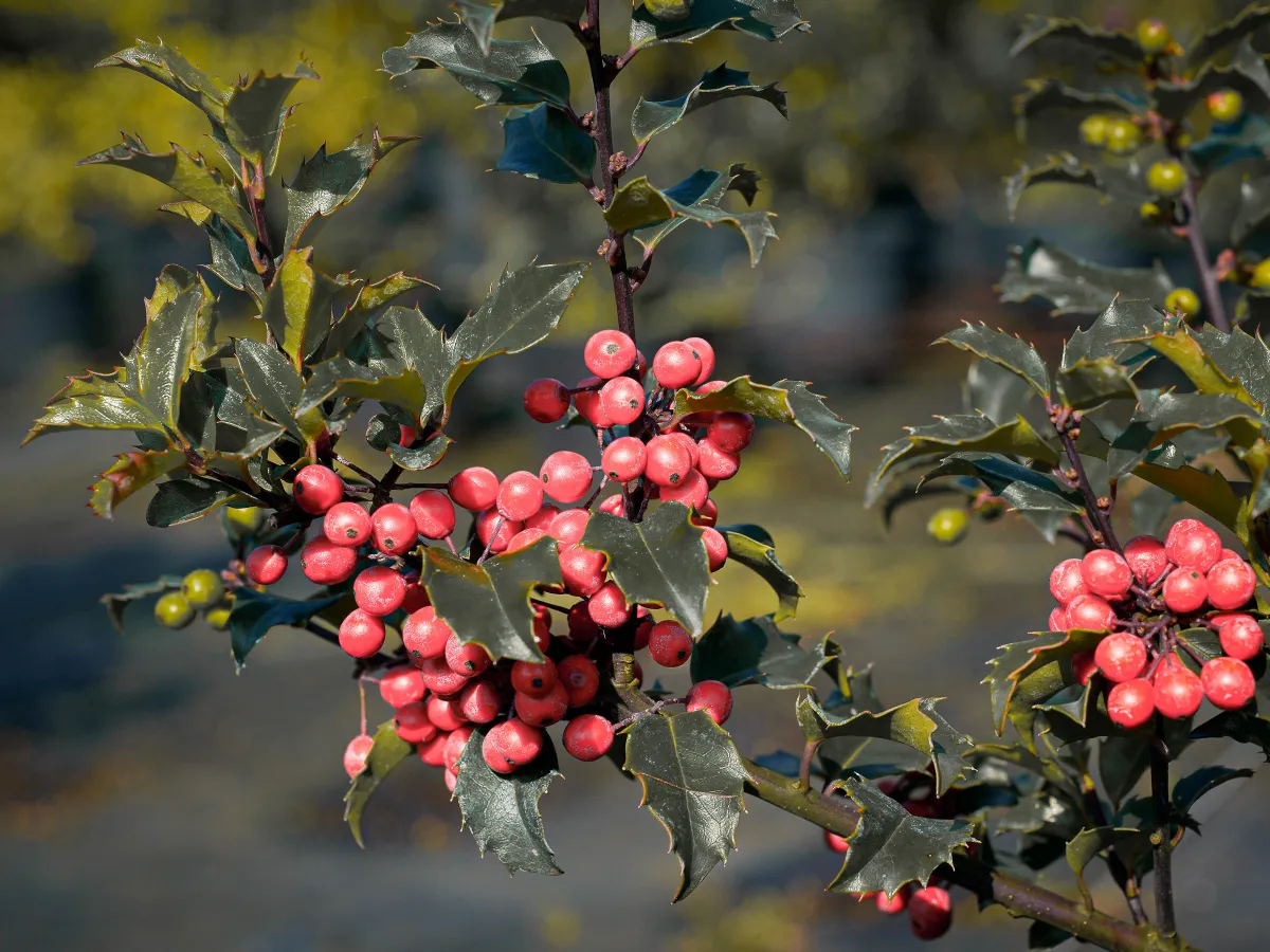 ostrokrzew ilex do donic na traras