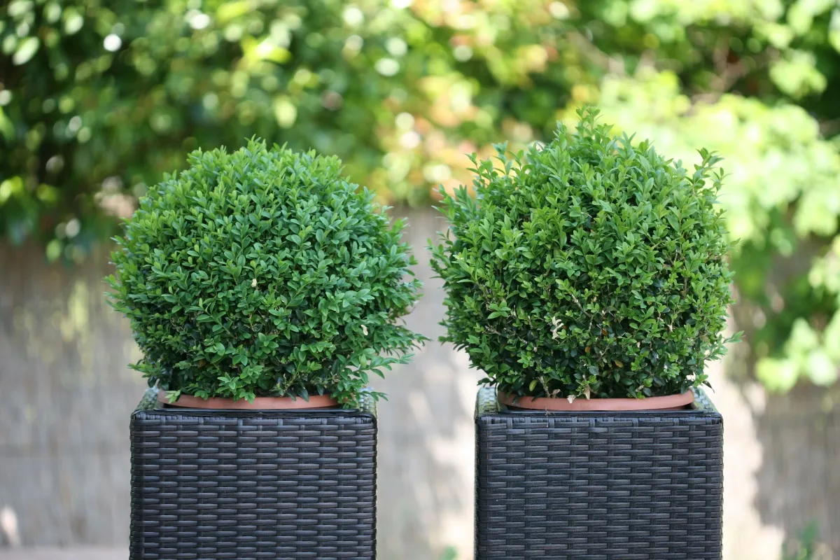 ostrokrzew ilex crenata w donicy na tarasie