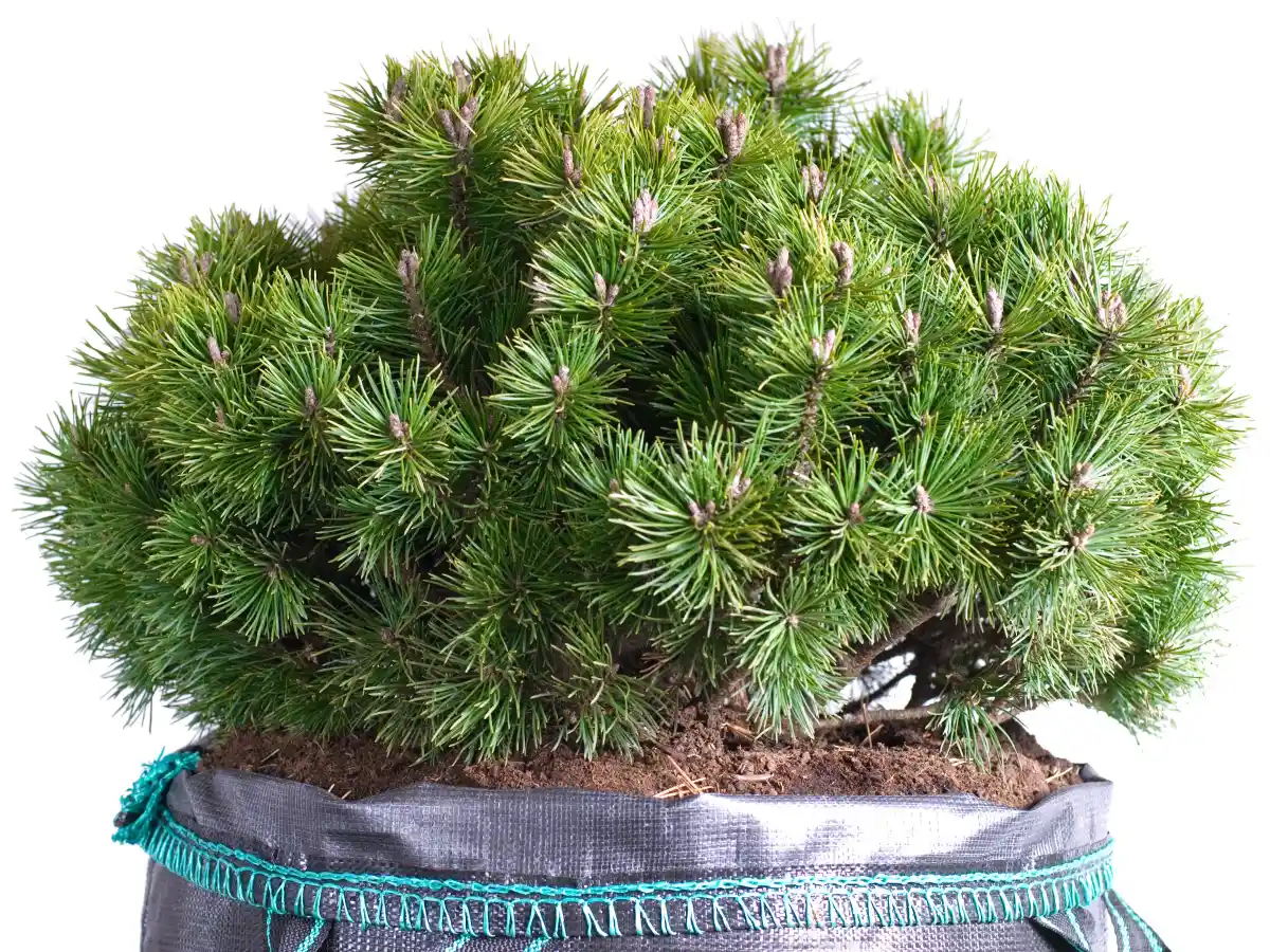 Pinus mugo Sosna kosodrzewina
