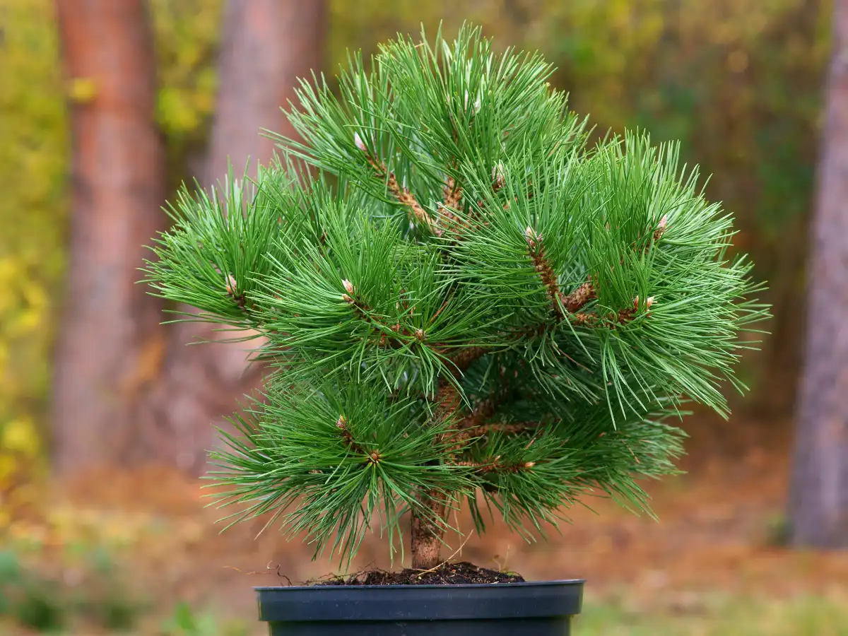 Pinus nigra Sosna czarna