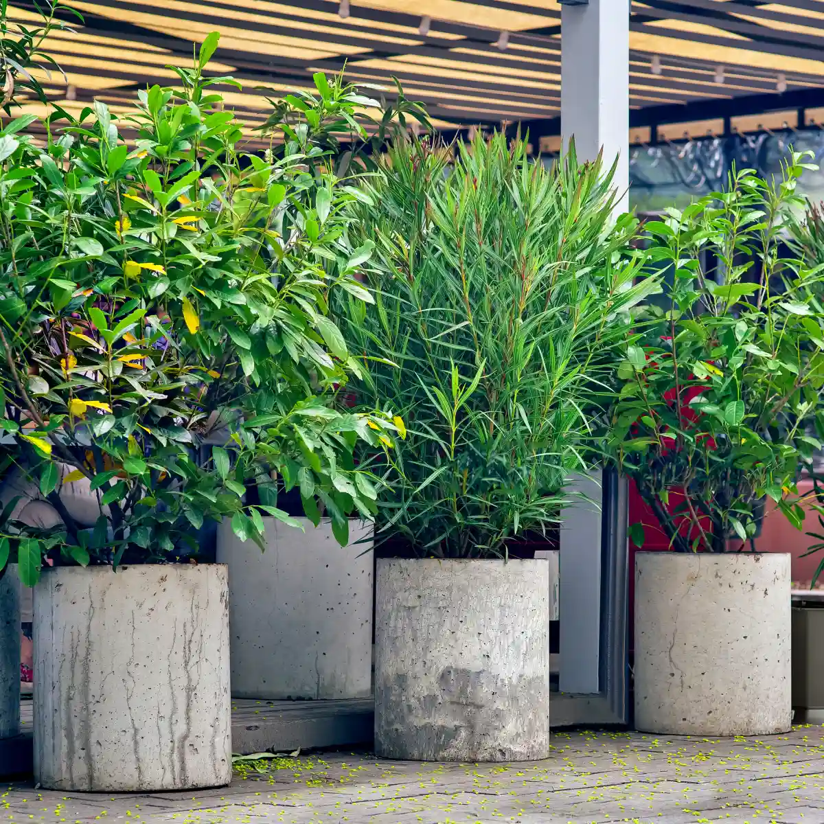 Krzewy, małe drzewka i iglaki do donic - prezentacja popularnych gatunków.