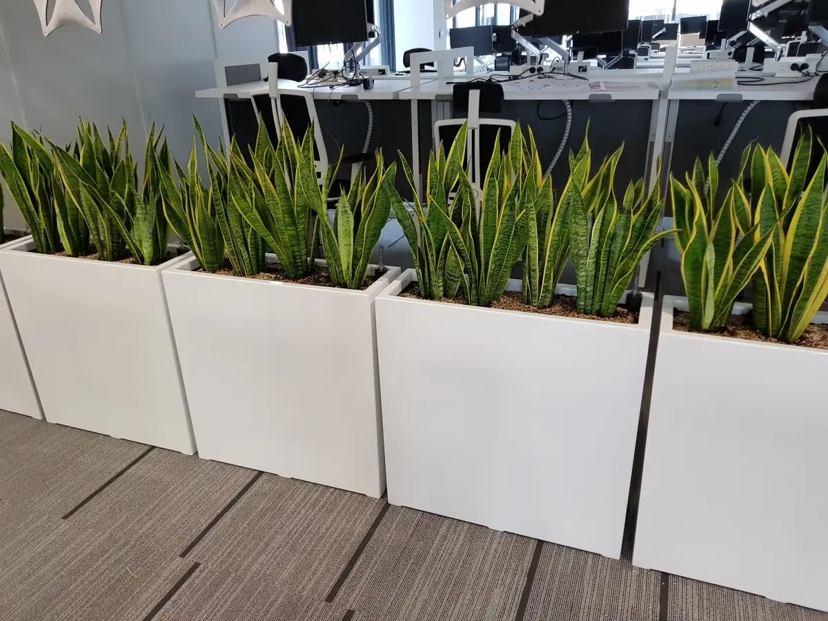 odporne rośliny do biura open space