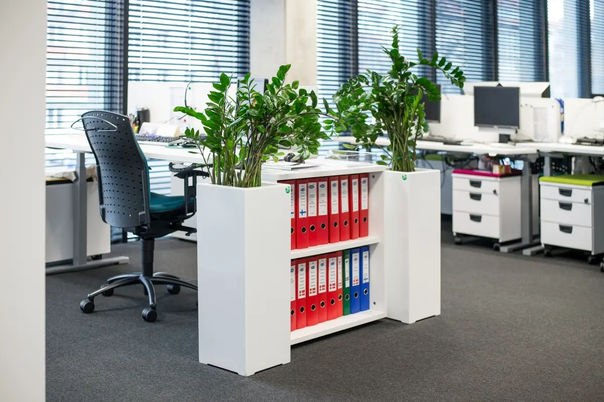 zamiokulkas - idealna roślina do biura