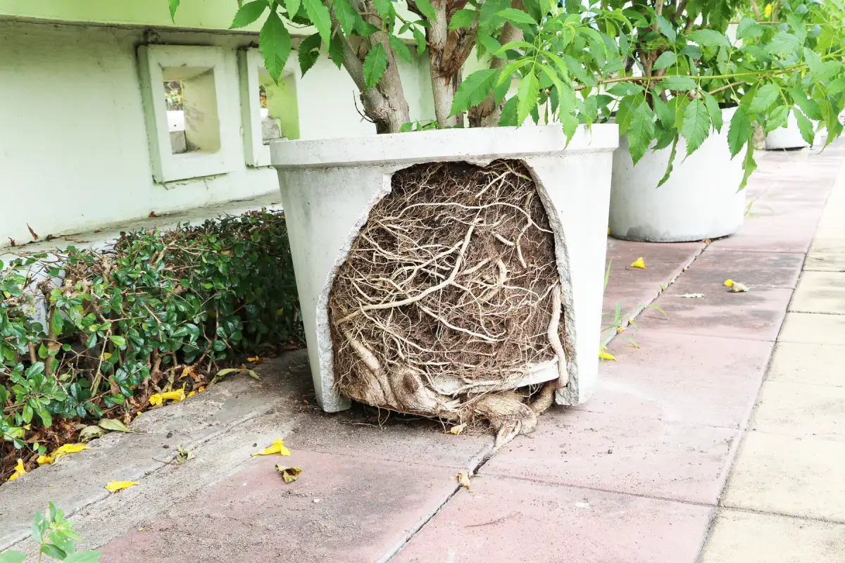 donica rozsadzona przez korzenie