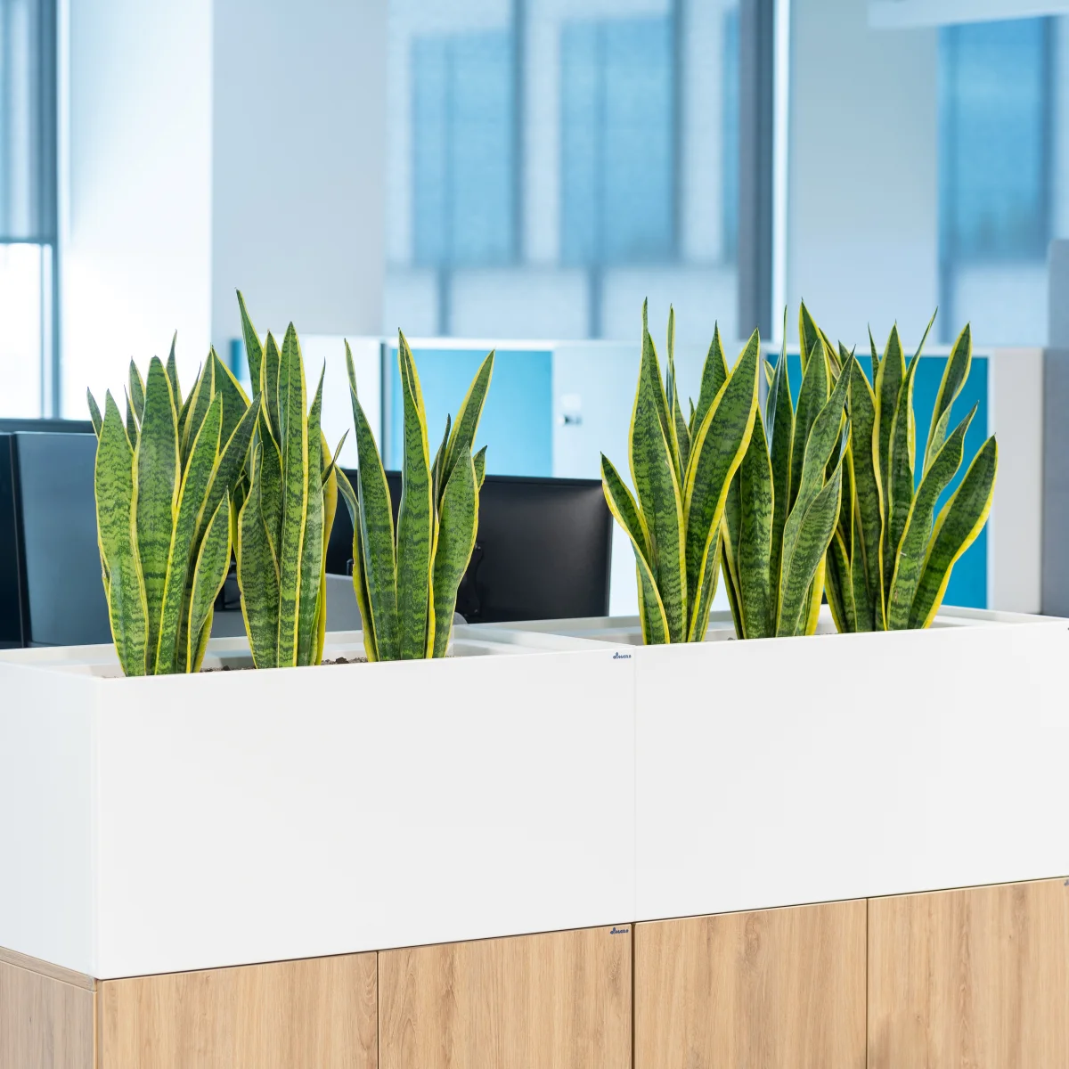 Język teściowej w praktyce, czyli jak uprawiać sansewierię by stała się ozdobą każdego wnętrza?