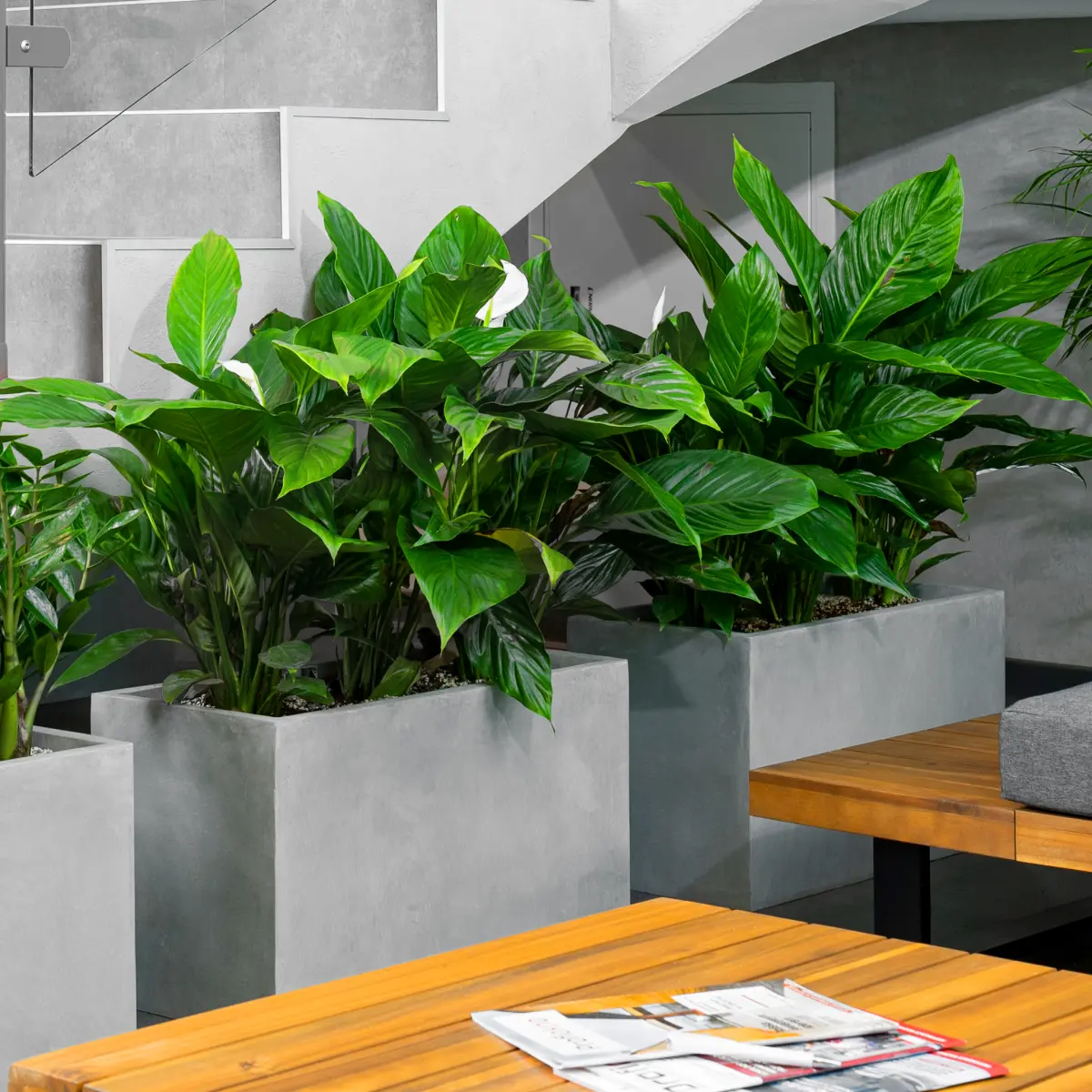 Skrzydłokwiat – ulubieniec w domowej dżungli. Jak dbać o dobrą kondycję spatifilum?