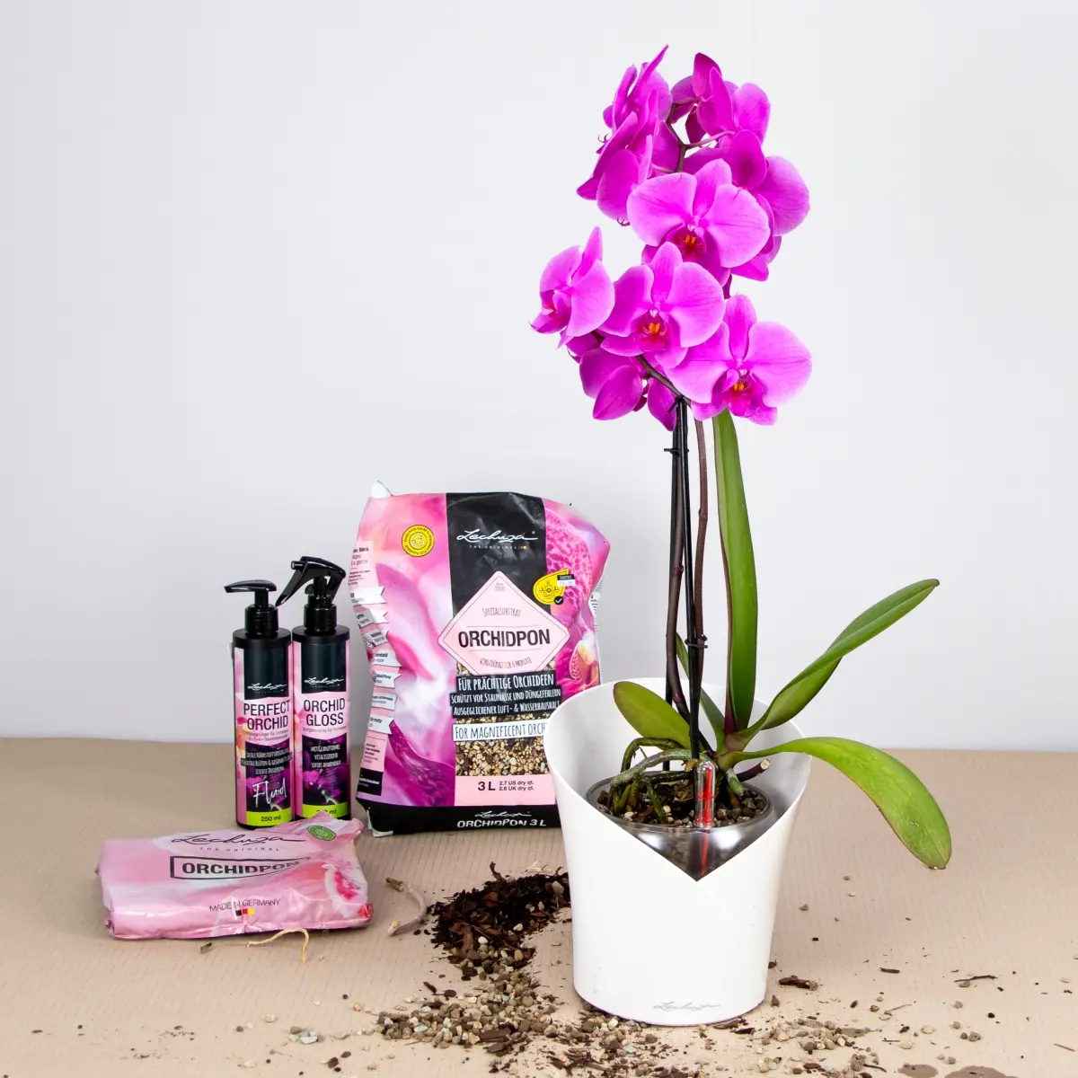 Kwitnąca przyszłość storczyka - jak o niego dbać? Pielęgnacja storczyka - najważniejsze wskazówki.