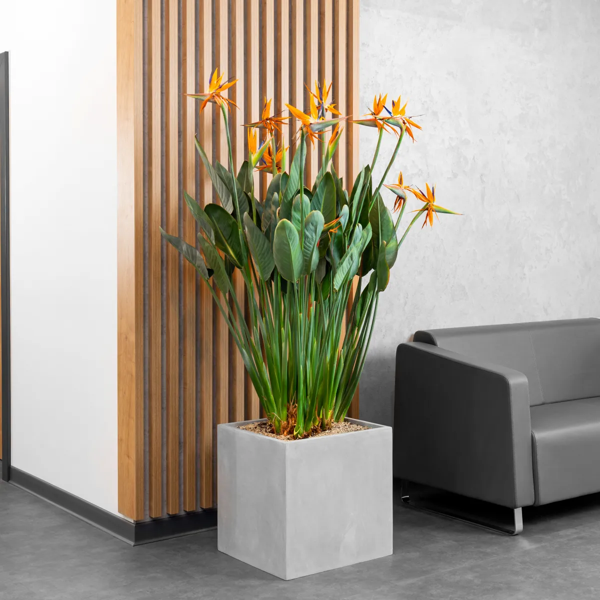 Odmień swoje otoczenie! Co posadzić w dużej donicy?