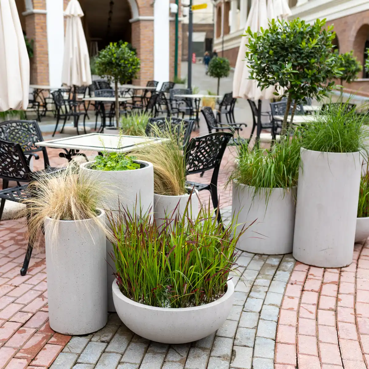 Trawy ozdobne - sadzenie i zimowanie w donicach.